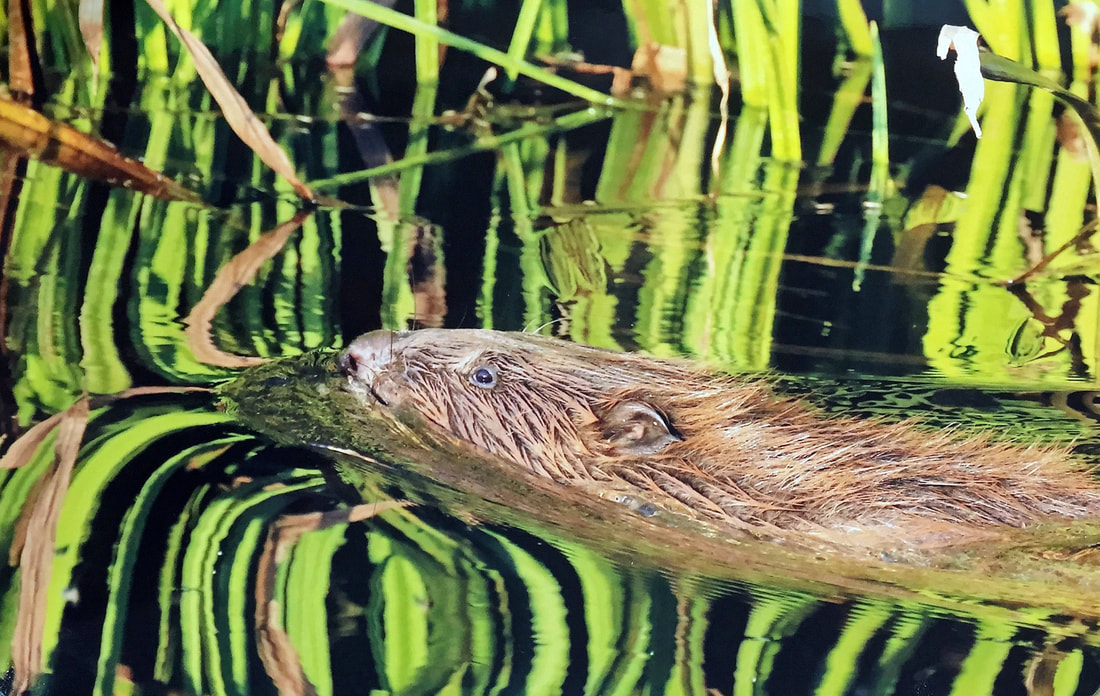 Picture Fairlynch has been following the River Otter Beaver Trial