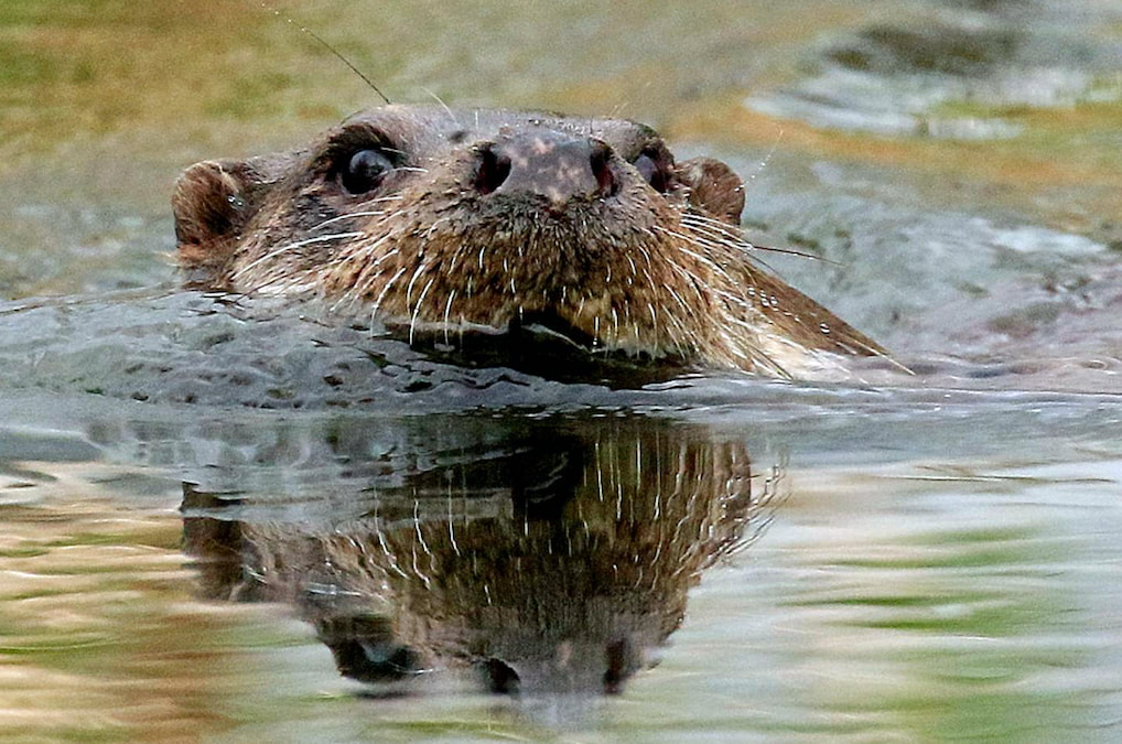 An otter photographed by September's speaker, local naturalist David White